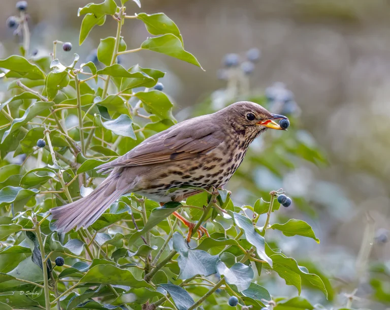 Song Thrush