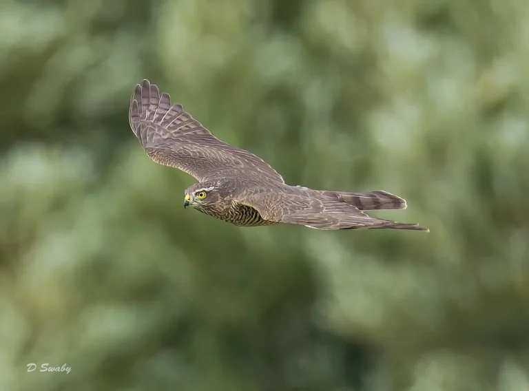 Sparrowhawk