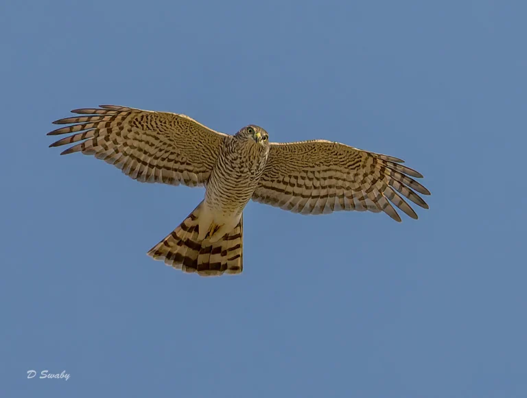Sparrowhawk