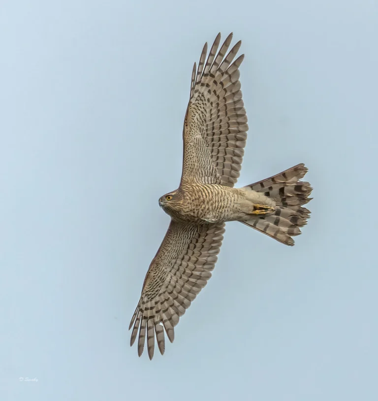 Sparrowhawk