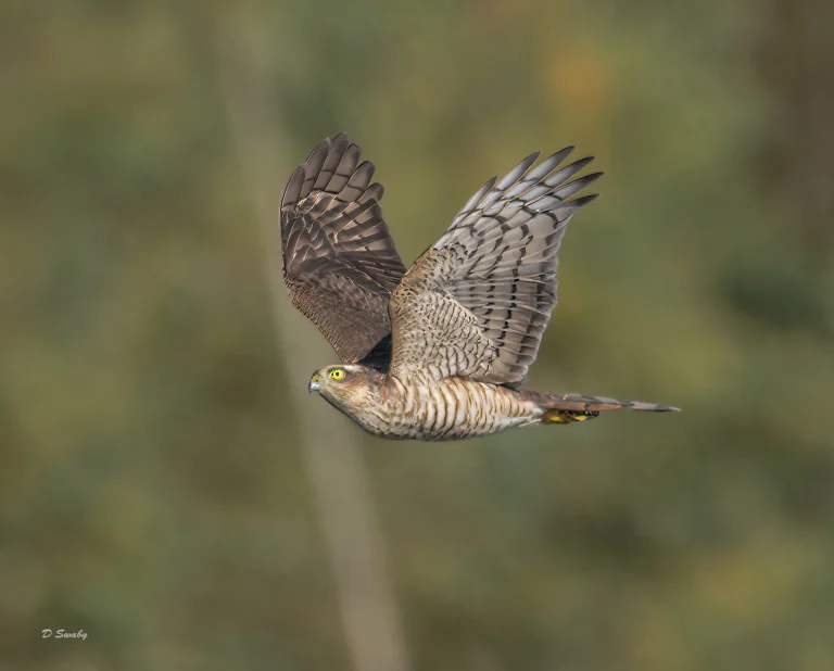 Sparrrowhawk