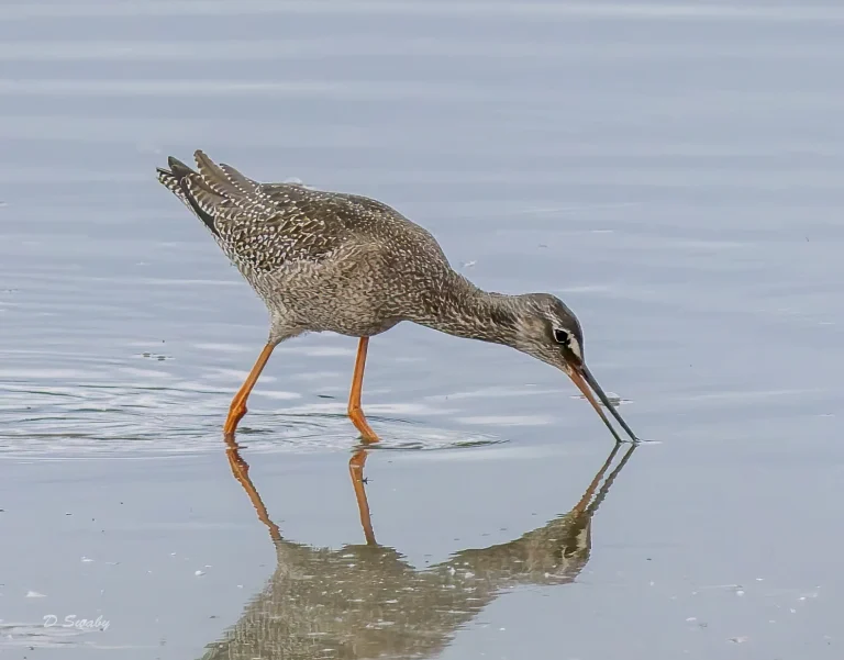 Spotted Redshank