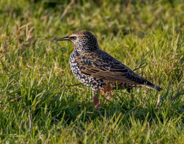 Starling