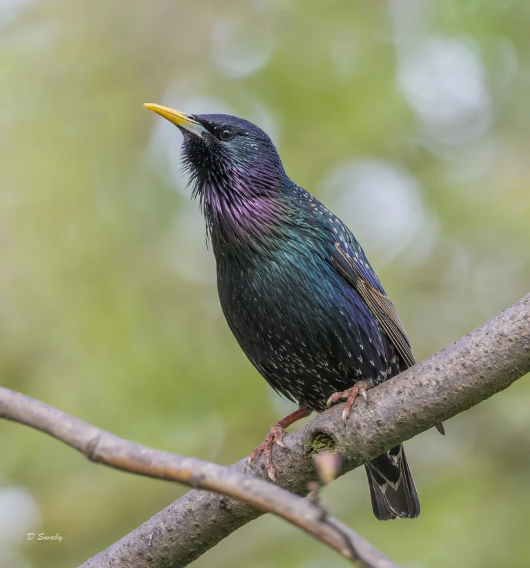 Starling