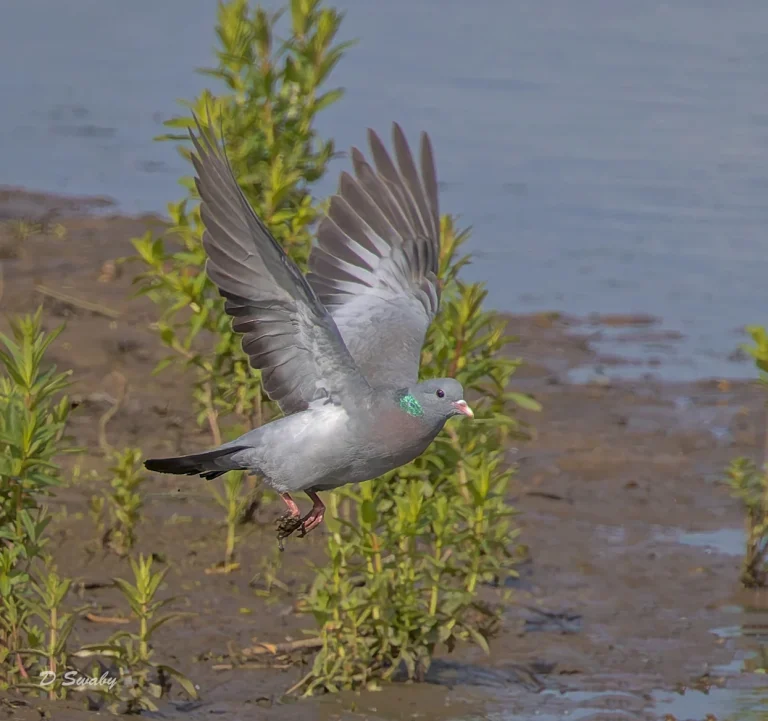 Stock Dove