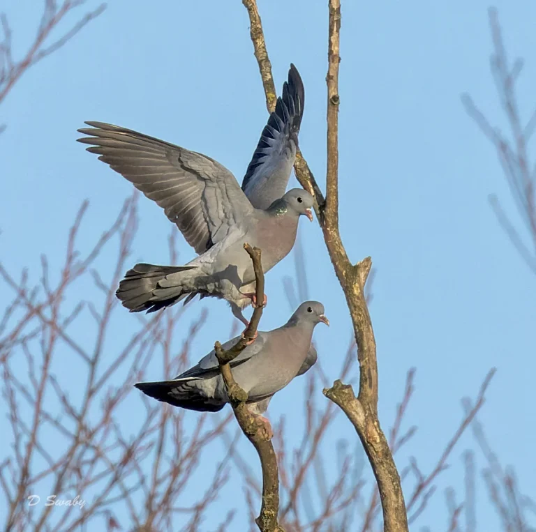 Stock Doves