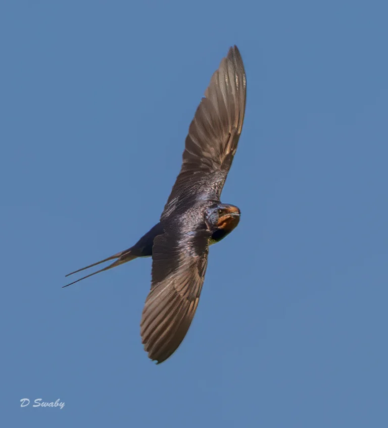 Swallow