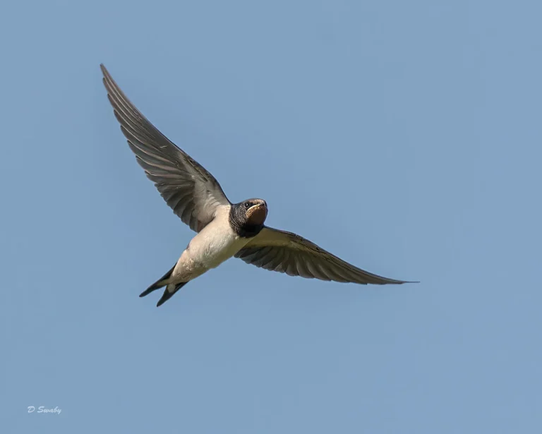 Swallow