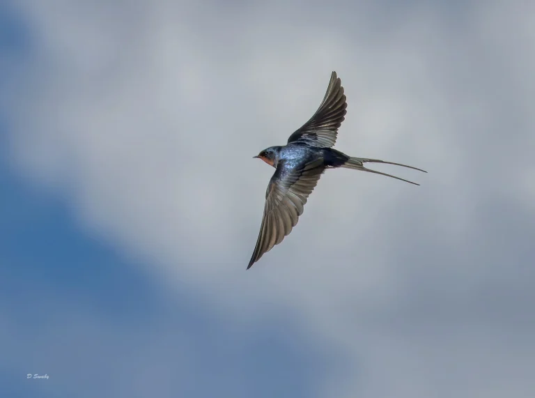 Swallow