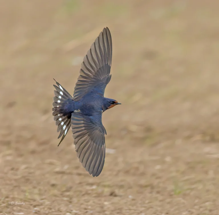 Swallow