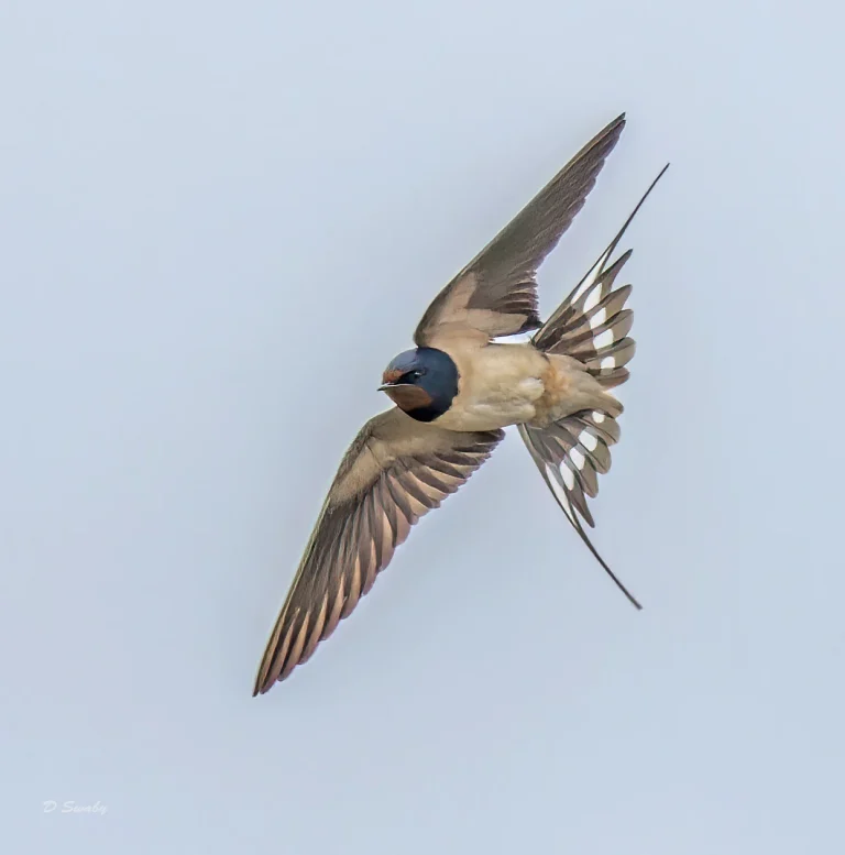 Swallow
