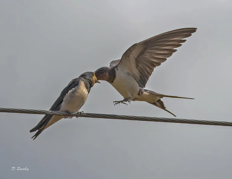 Swallows
