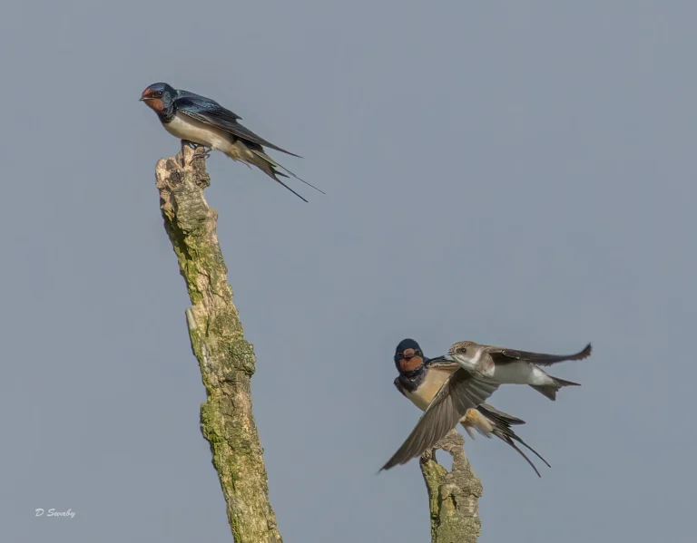 Swallows and Sand Martin