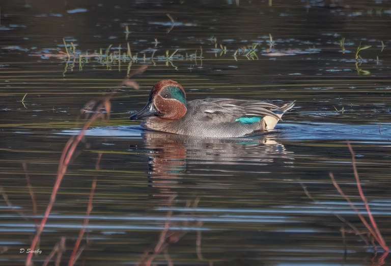 Teal in eveming light