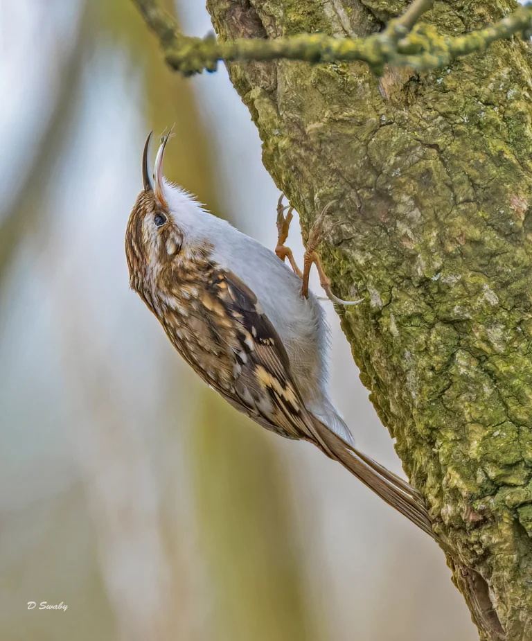 Treecreeper