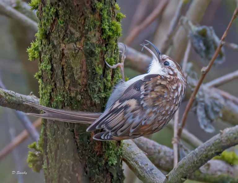 Treecreeper