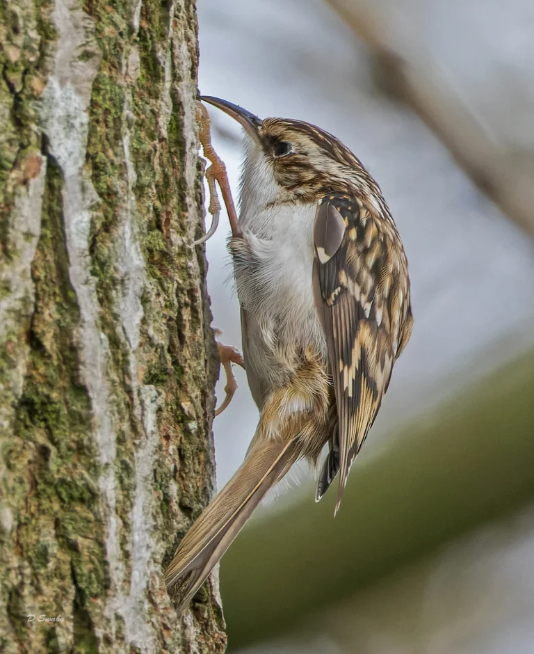 Treecreeper