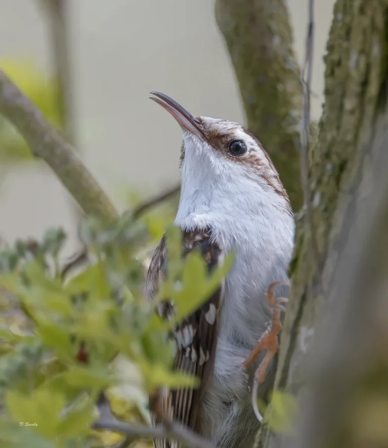 Treecreeper