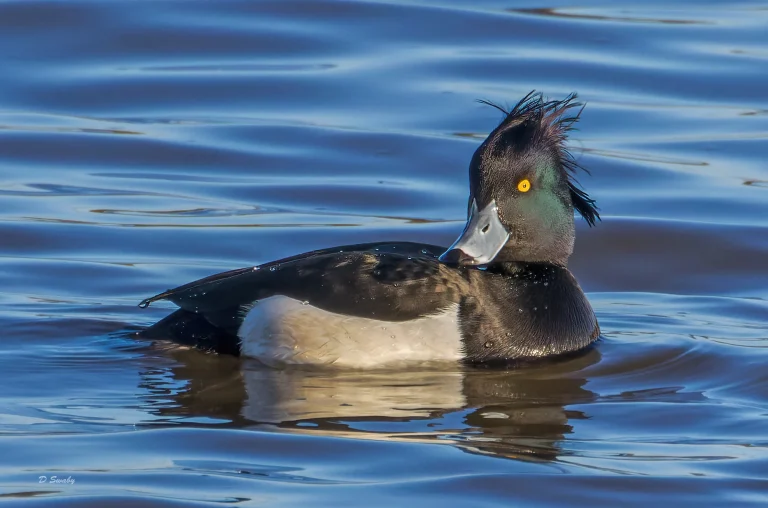 Tufted Duck