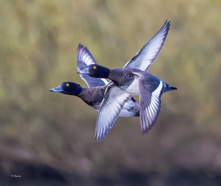 Tufted Duck