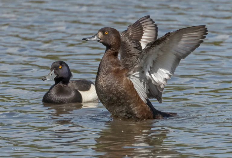 Tufted Duck