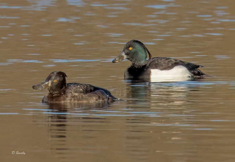 Tufted Duck