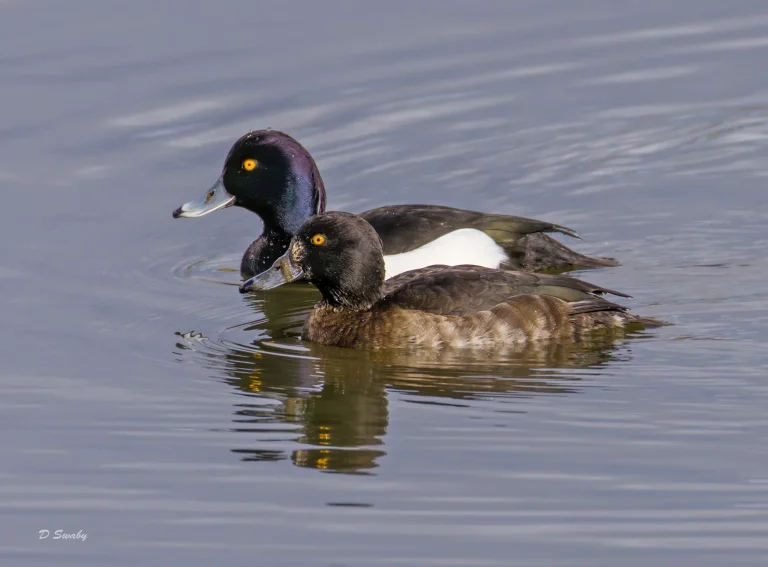 Tufted Duck