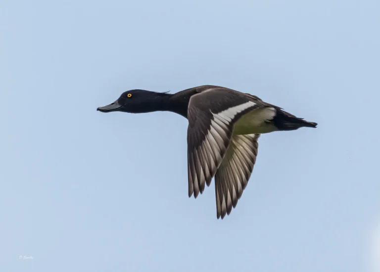 Tufted duck
