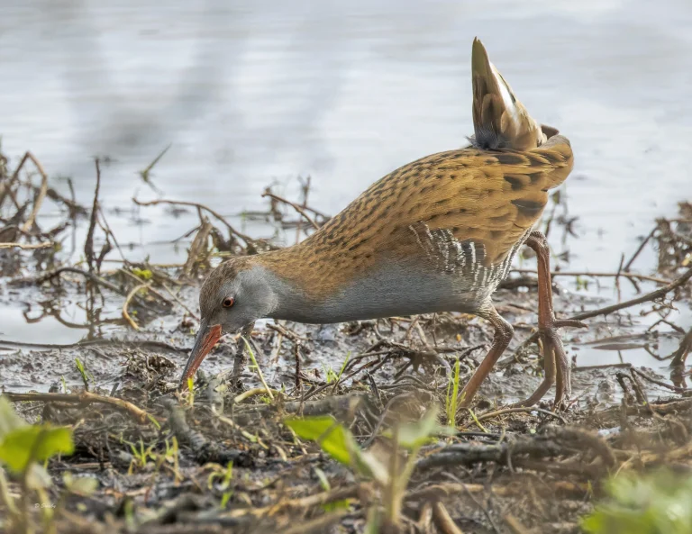 Water Rail