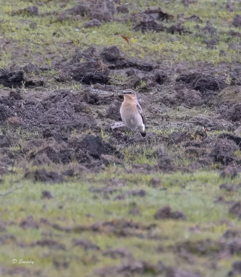 Wheatear