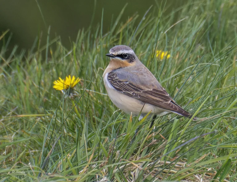 Wheatear