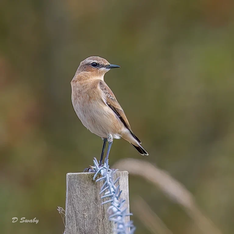 Wheatear