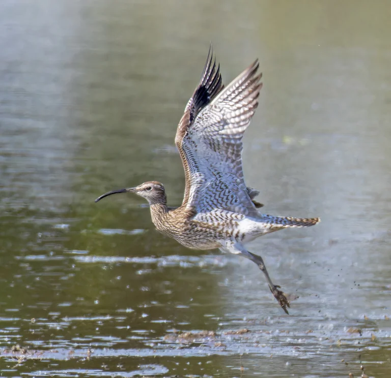 Whimbrel