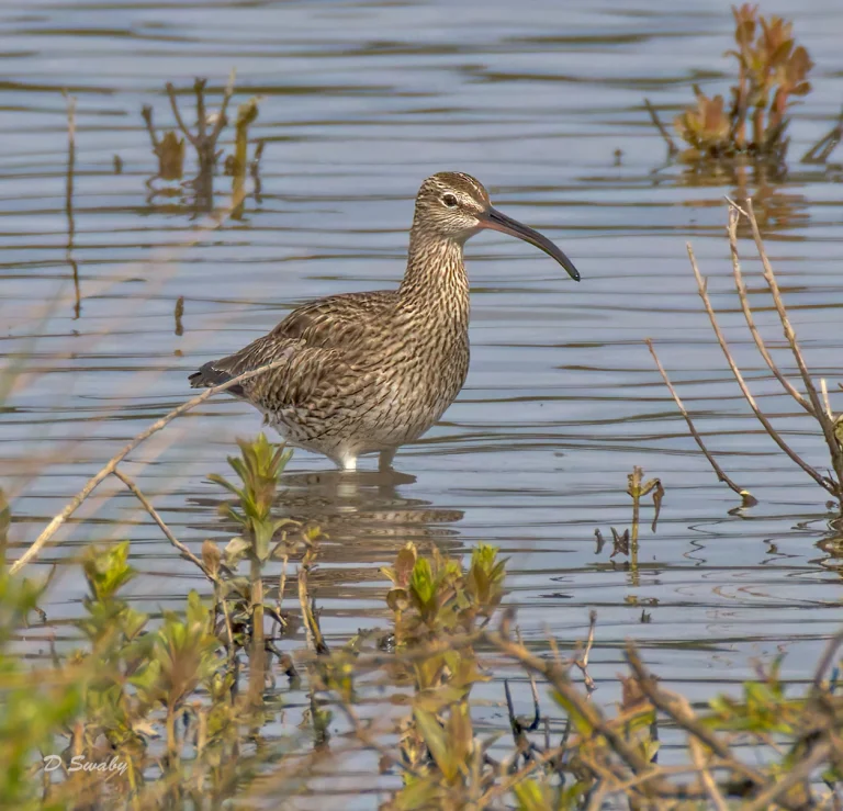 Whimbrel