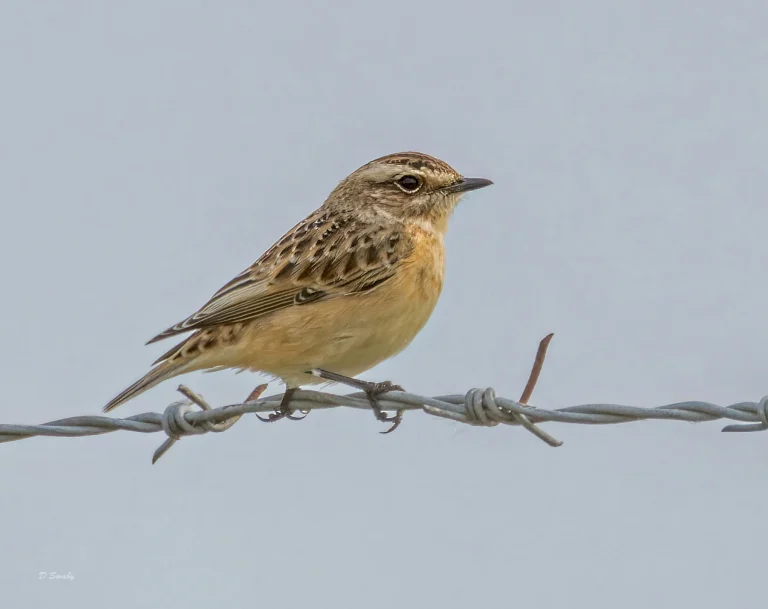 Whinchat