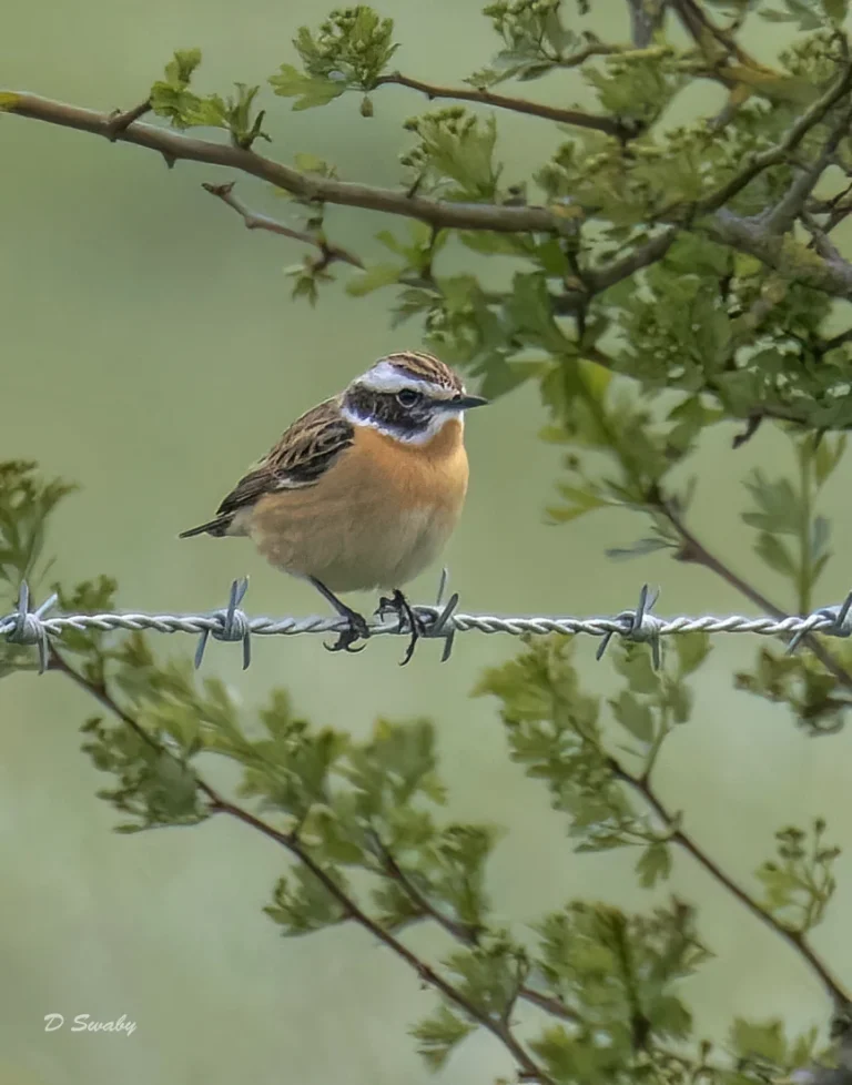 Whinchat