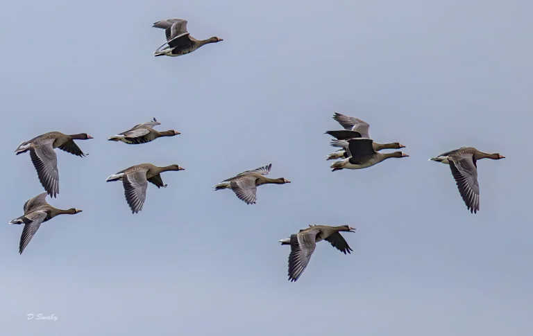 White Fronted Geese