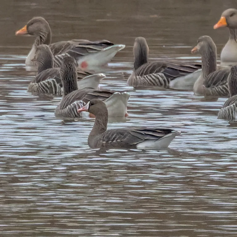 White Fronted Goose