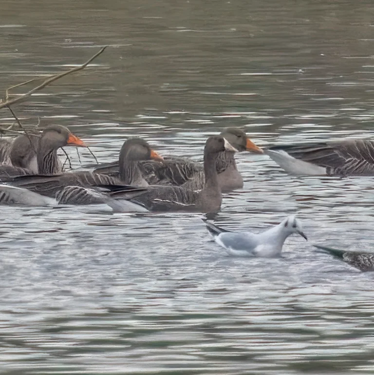 White Fronted Goose