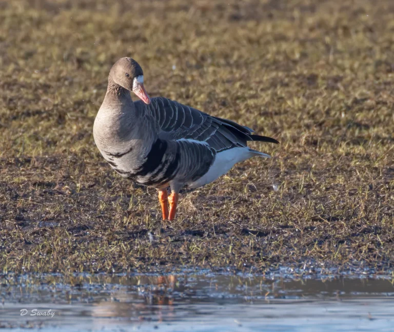 White fronted goose