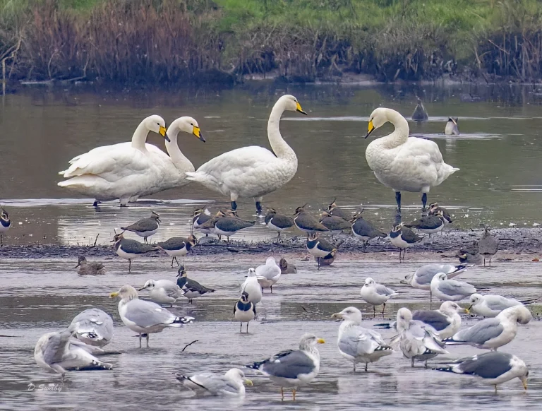 Whooper Swans