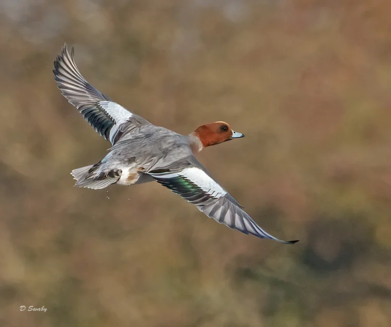Wigeon