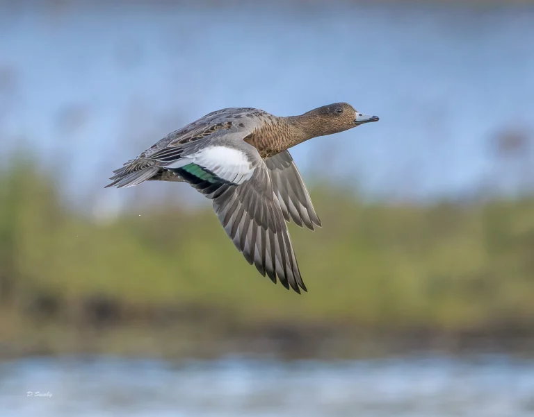 Wigeon