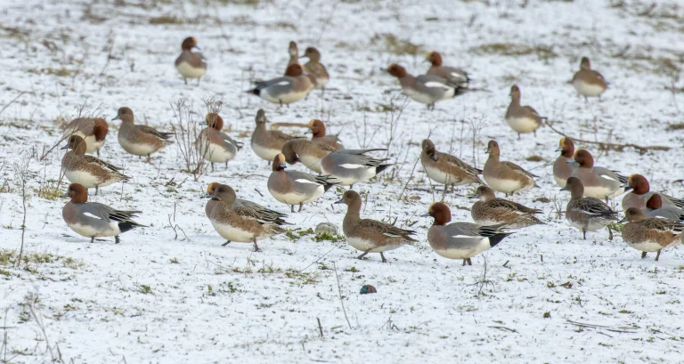 Wigeon