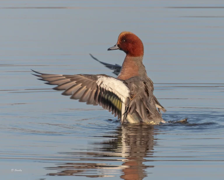 Wigeon