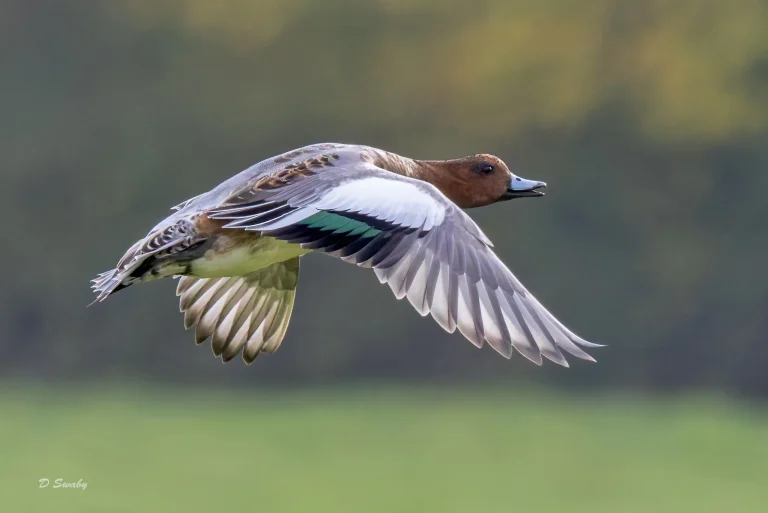 Wigeon