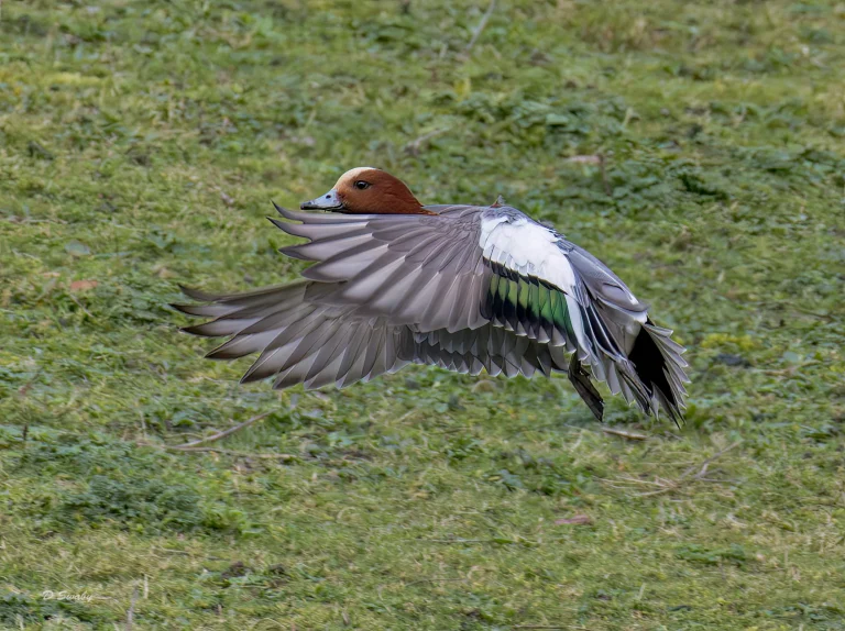 Wigeon