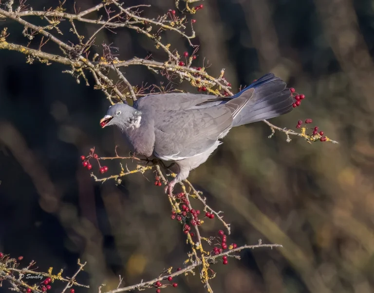 Wood Pigeon