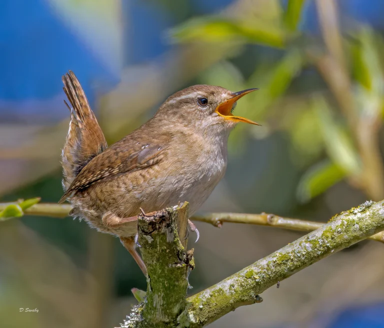 Wren