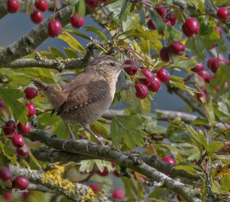 Wren